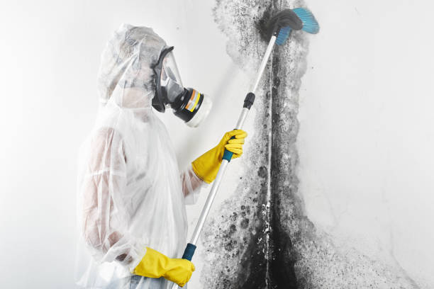Best Attic Mold Removal  in Platte, SD