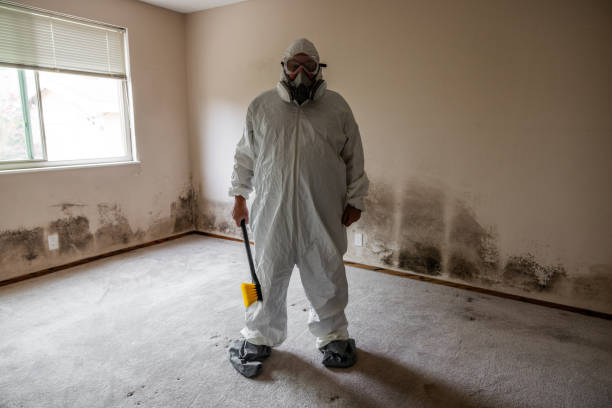 Best Mold Odor Removal Services  in Platte, SD
